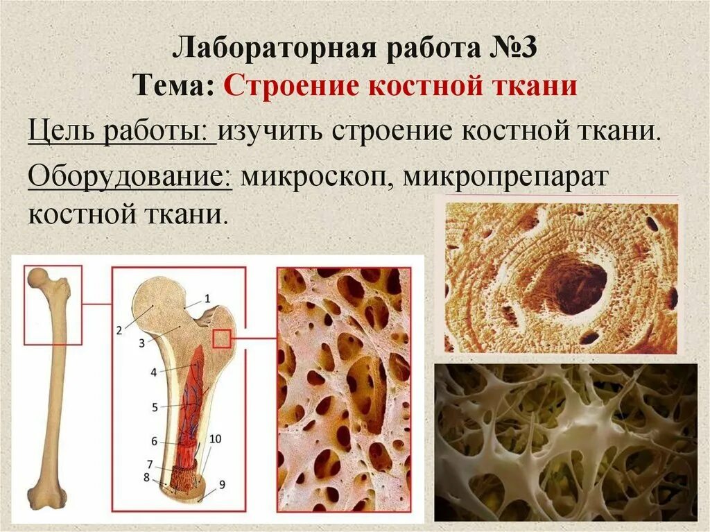 Участвует в образовании костной ткани. Строение и состав костной ткани. Костная ткань биология 8 класс. Губчатая кость гистология. Микроскопическое строение кости Остеон.
