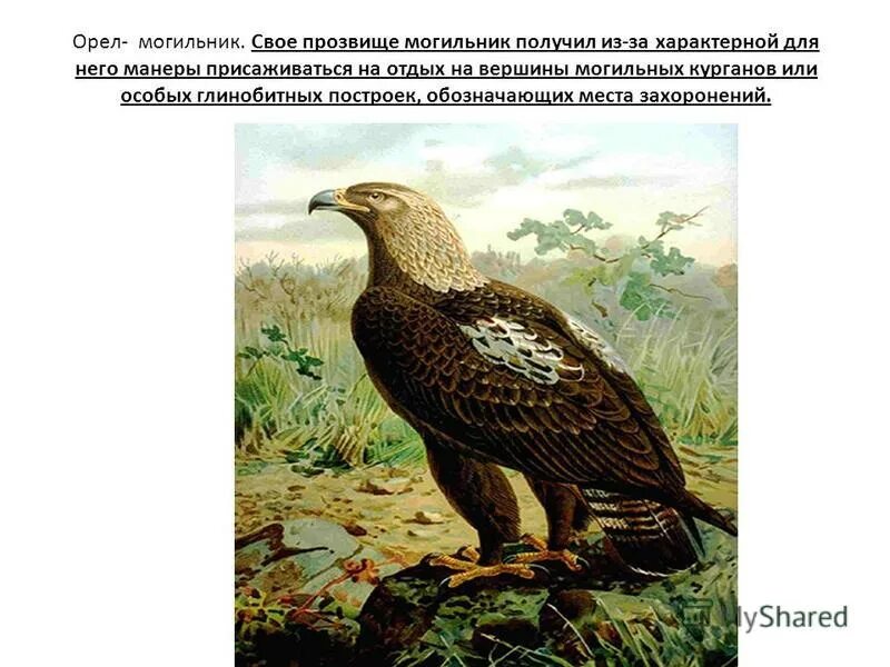 орел могильник красная книга. могильник птица орлы. орел могильник рисунок. могильник птица красная книга. орел-могильник (aquila heliaca.