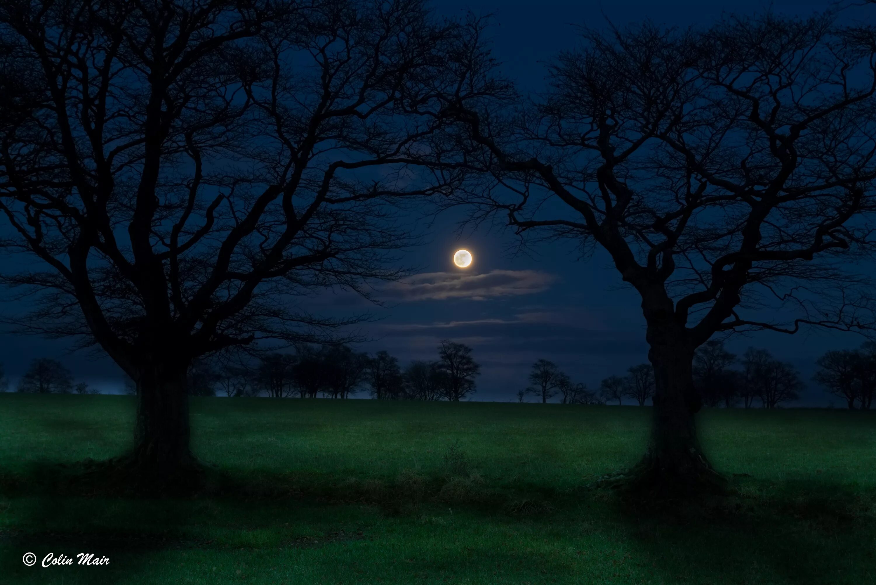 Лес Освещенный луной. Деревья в свете Луны. Тёмный чпонский лес освещаюшей луно. Дерево освещенное луной