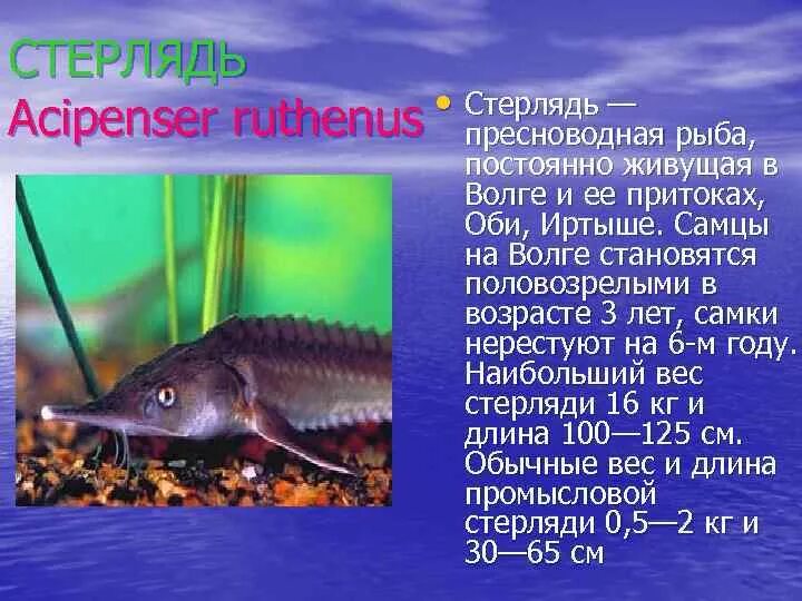 Рыбы которые в красную книгу. Рыбы красной книги. краснокнижные рыбы волги.