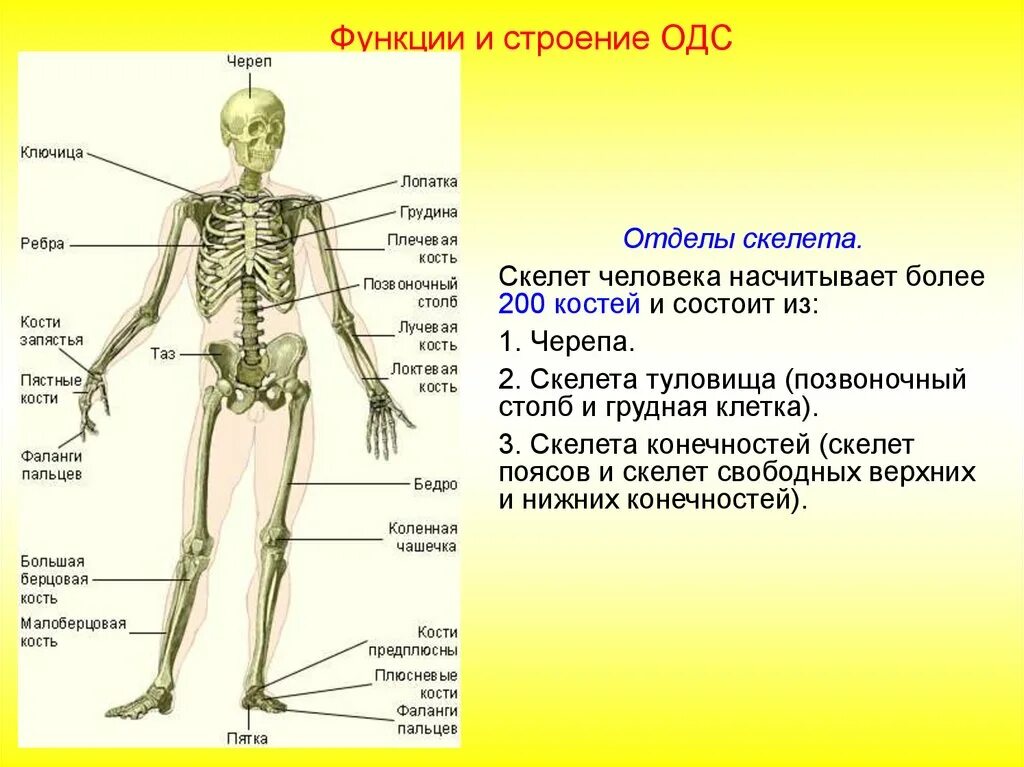 Функции костной системы человека. Опорно двигательная система органы и функции. Опорно двигательная система кости человека анатомия. Скелет туловища человека анатомия функции:. Отдел скелета особенности строения функции