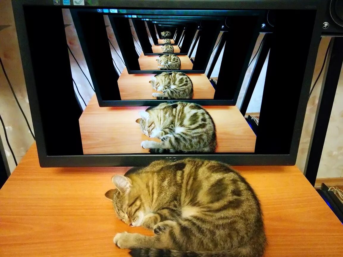 Рекурсия котики. Кот в отражении. Кот на мониторе. Рекурсивный кот. Включи кота дальше