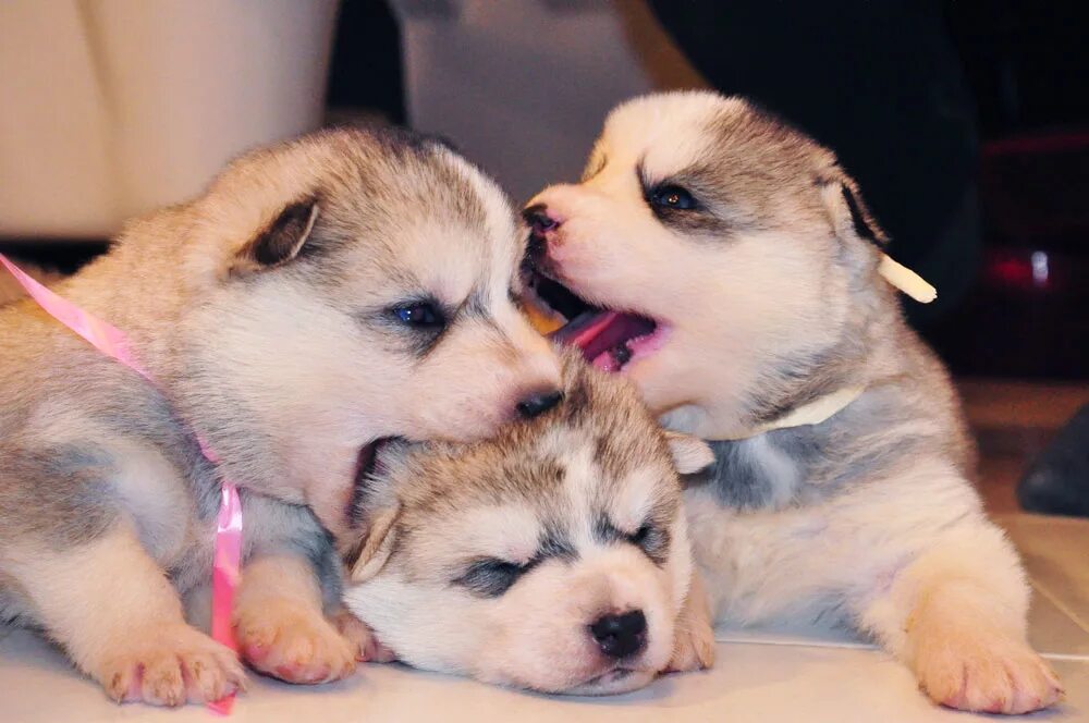 Бычок-цуцик интересные факты. Кто такой цуцик. Замерзли как цуцики что значит. Замерзли как цуцики что значит. Цуцик.