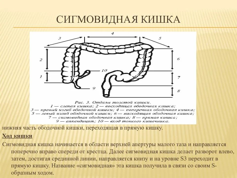 Сигмовидная кишка время. Сигмовидная кишка время