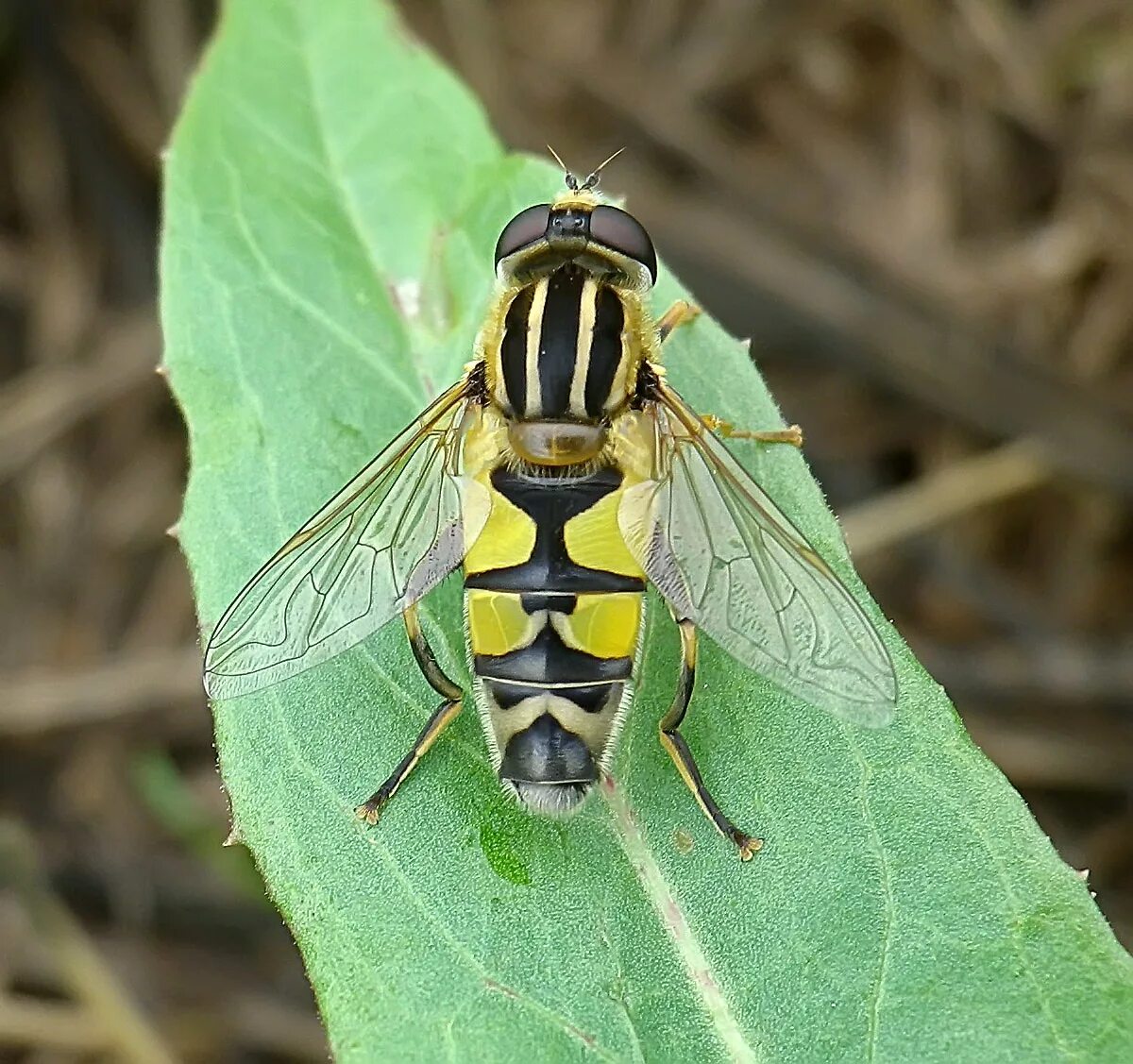 Пчеловидки. Муха Ильница. Helophilus trivittatus. Пчеловидная Муха. Журчалка Ильница.