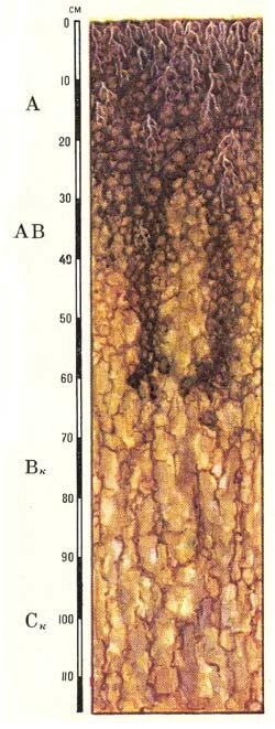 Южные черноземы почвы. Черноземы обыкновенные почвы профиль. Почвенный профиль чернозема обыкновенного. Строение почвенного профиля чернозёма Южного. Почвенные горизонты чернозема обыкновенного.