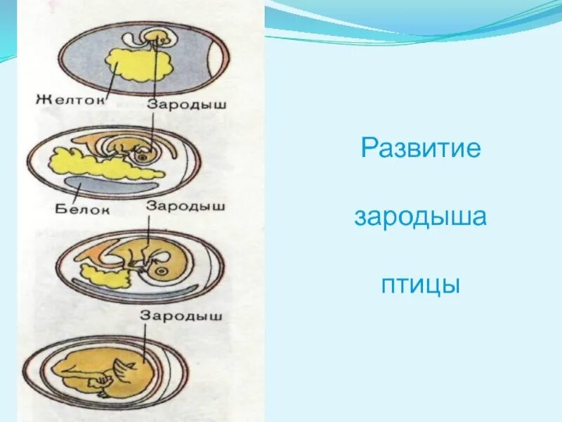 Размножение птиц 7 класс биология. Строение яйца птицы с зародышем. Строение яйца птицы эмбрион. Стадии развития птиц. Стадии развития зародыша птицы.