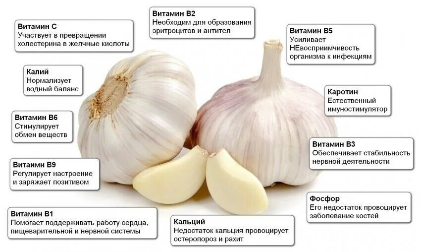 Организма. Чем полезен чеснок для организма мужчин. Чеснок польза. Чем полезен чеснок для организма мужчин. Чеснок польза.