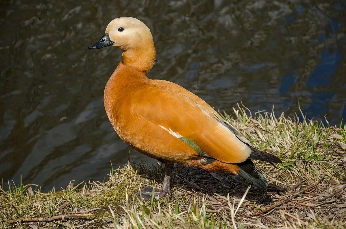 Дикая утка огарь. Породы диких уток. Лысуха хохлатая. Кряква, чирок,огарь. Селезни уток разновидности.