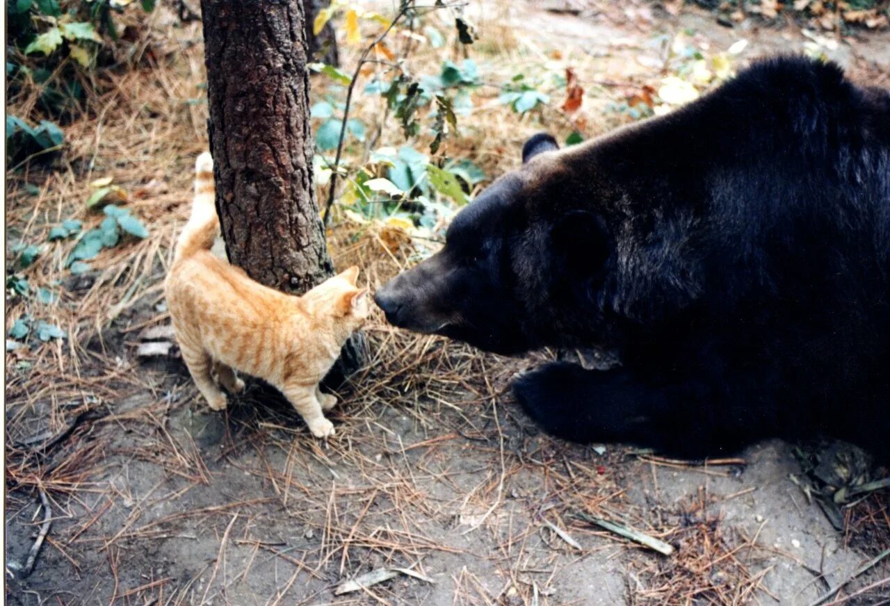 Включи кот и медведь. Кошка медведь. Котик и Медвежонок. Дружба кошки и медведя. Медведь и котенок.