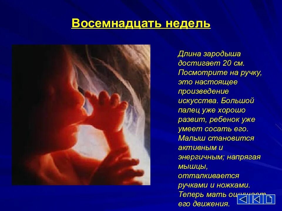 Биологические аспекты репродукции человека. 18 Недель размер ребенка. Роды 18 недель