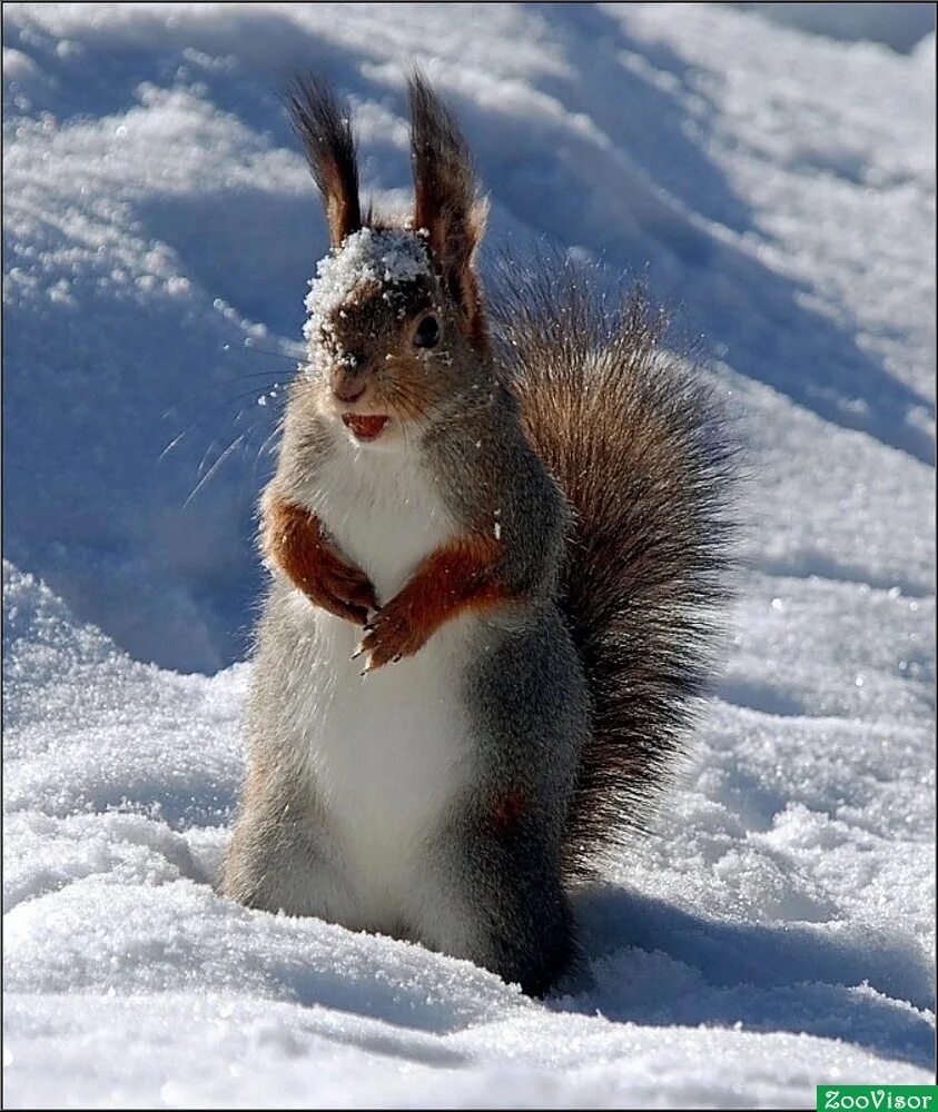 зимний лес с животными. норка лесная куница. животные зимой. животное в зимний период. лесные животные зимой.