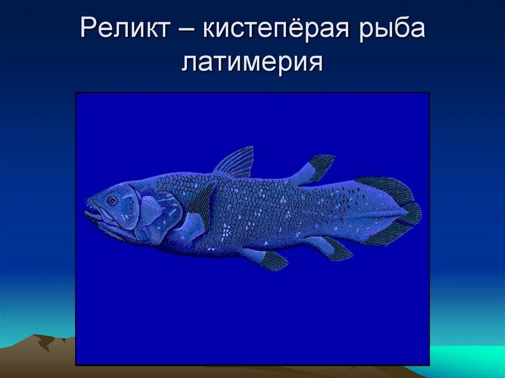 Кистеперые рыбы виды