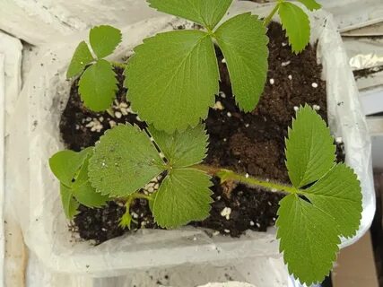 Сделайте это с клубникой прямо сейчас. Как правильно посадить клубнику Дача с Лю