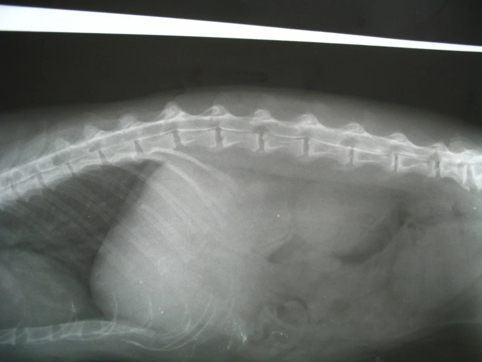 Рентген позвоночника собаки. Перелом позвоночника у собаки. Позвонок собаки. Отделы позвоночника собаки.