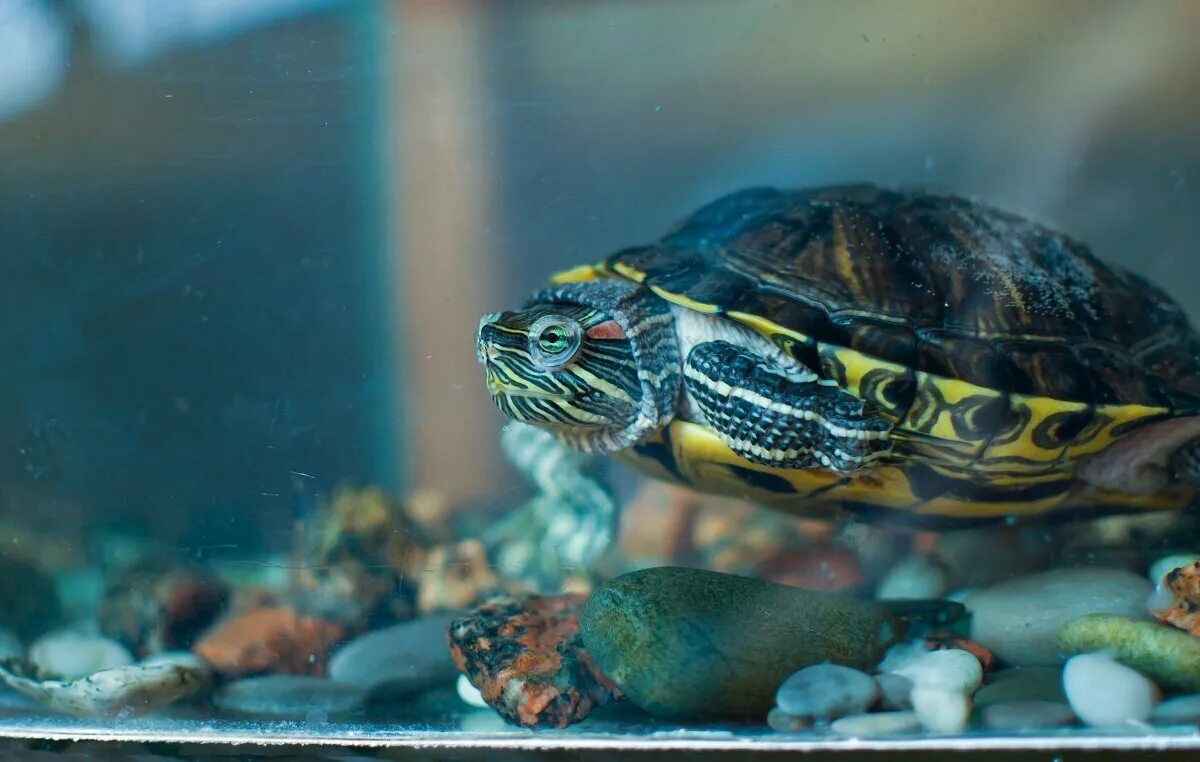 Ютуб черепахи. Морская черепаха красноухая. Красноухая Пресноводная черепаха. Черепаха красноухая черепаха. Черепаха водная красноухая.