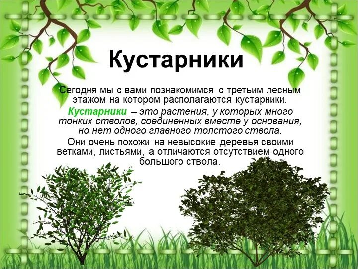 Куст значения. Растение у которого несколько тонких стволов. сертификат на кустарники. деревья и кустарники тема недели 1 младшая. кустарники для детей.