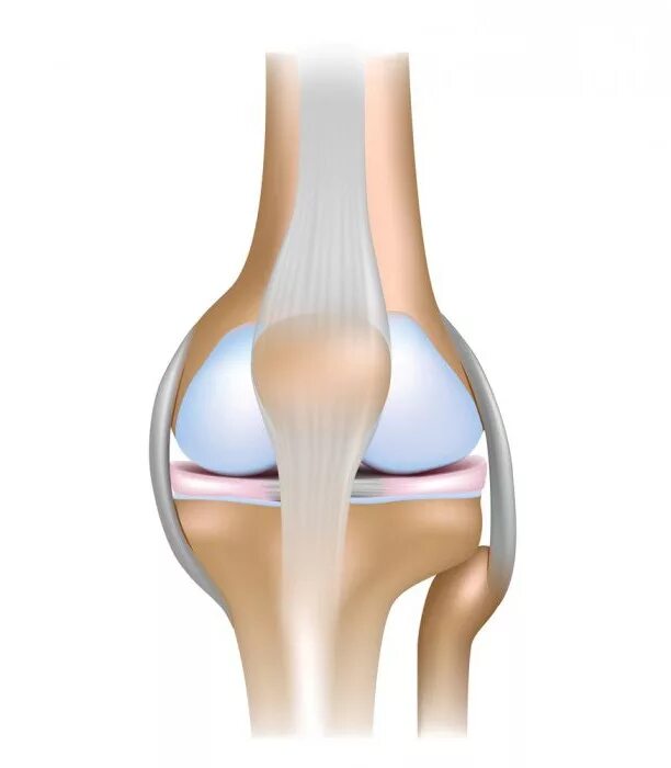 Мениск коленного сустава лечение в домашних. Коленный мениск анатомия. Мениски коленного сустава анатомия.
