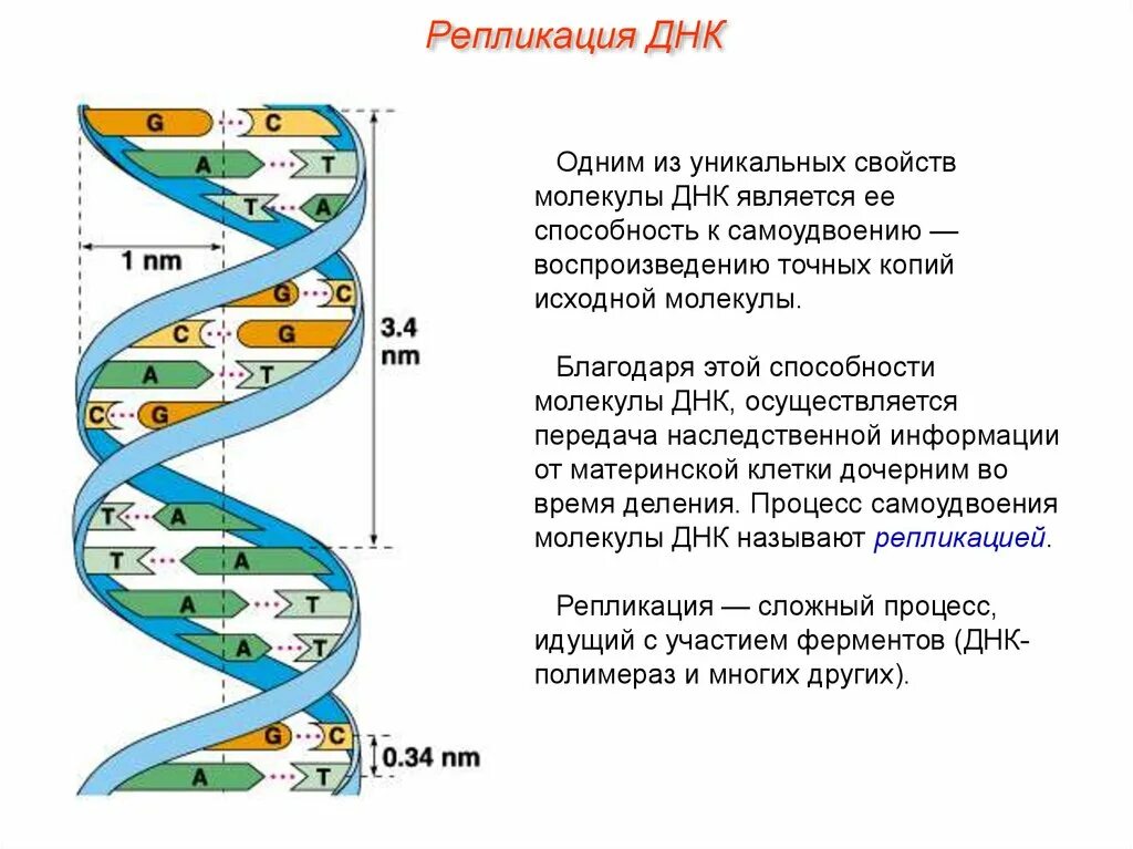 Репликация ДНК структура ДНК. Схема формирования дочерней молекулы ДНК. Виды ДНК схема. Схема репликации молекулы ДНК. Значение молекул днк