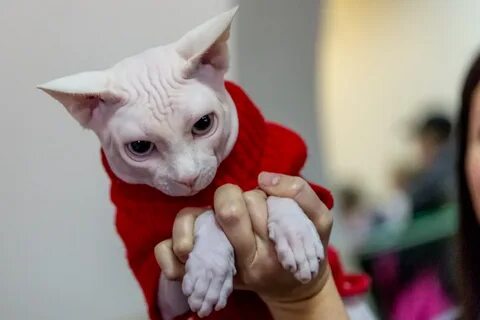 Коты 2001