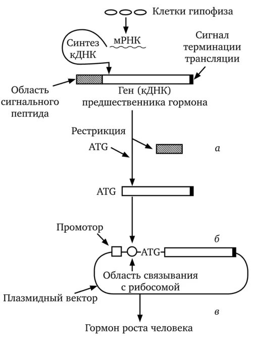 Этапы получения рекомбинантного инсулина. Технологическая схема производства соматотропина. Соматотропный гормон Синтез схема. Механизм действия инсулина схема. Схема синтеза инсулина.