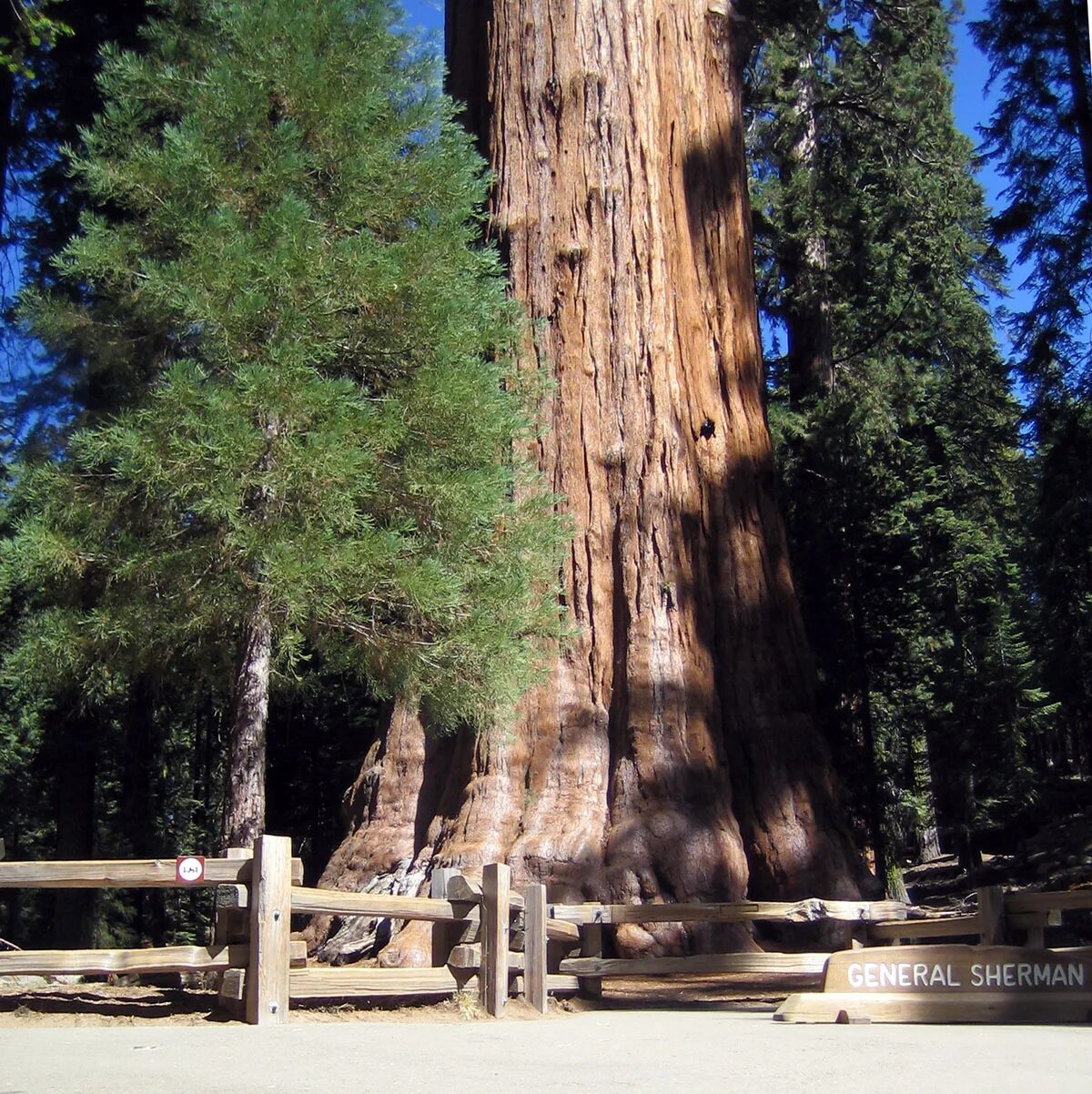 Генерал шерман дерево в ширину. Секвойядендрон генерал шерман. Парк секвойя калифорния генерал шерман. Самая большая секвойя генерал шерман. Генерал шерман (дерево).