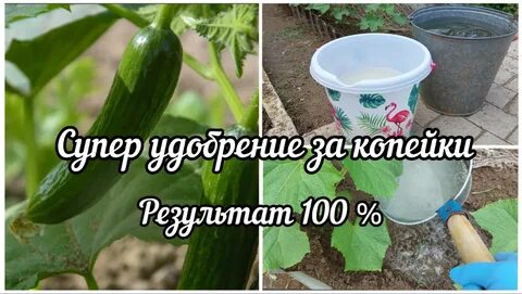Чем удобрить огурцы чтоб хорошо росли
