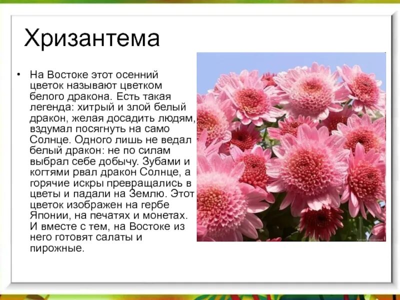 Астра описание. Поверья и легенды об осенних цветах. Мифы о весенних цветах. Культурные растения астра. Поверья и легенды об осенних цветах.