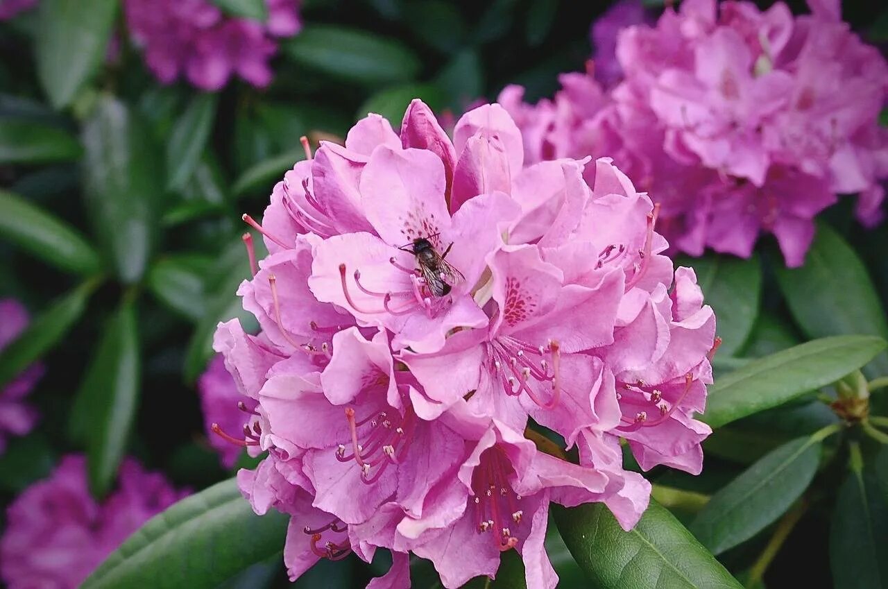 Сколько цветет рододендрон. Цветок рододендрон. Рододендрон Rhododendron. Рододендрон Саффрон.