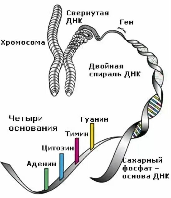 Сколько молекул днк содержит 1 хромосома. Днк хромосомы гены схема. строение днк хромосомы гены. хромосомы в днк человека. молекула днк и хромосома.