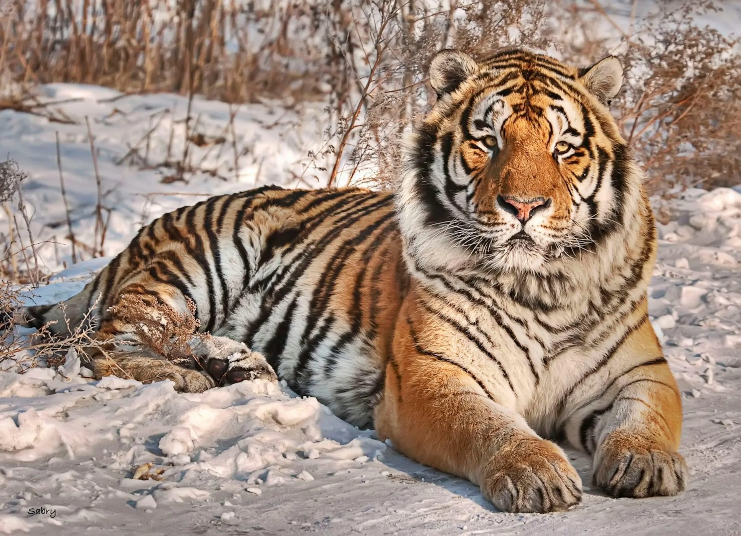Сибирский тигр. Амурский сибирский тигр. сибирский тигр и амурский тигр. амурский или уссурийский тигр. сибирь амурский тигр.