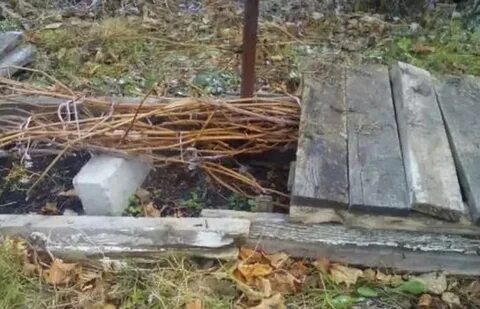 Урал виноград на зиму