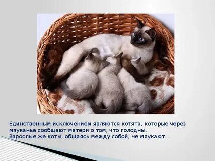 Являются ли животные