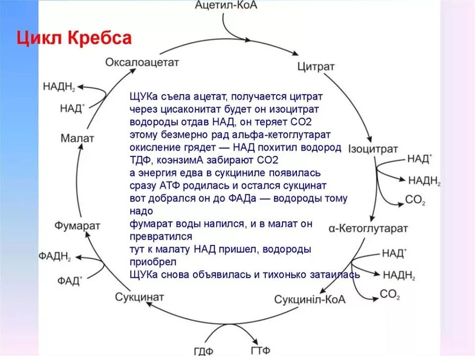 Процессы цикла кребса. Стих для запоминания цикла кребса. цикл трикарбоновых кислот стишок. цикл кребса цтк. цикл трикарбоновых кислот цикл кребса.