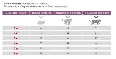 Суточная норма корма для котенка