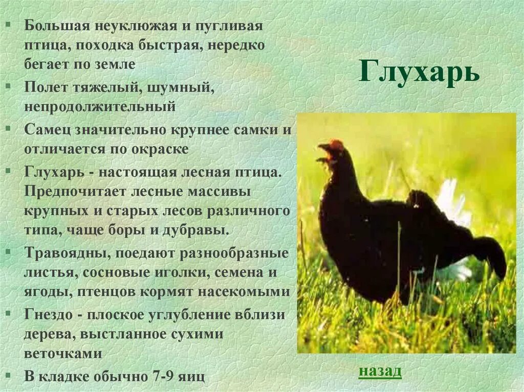 Капалуха откуда появилось такое название. Глухарь описание. Интересная информация о Глухаре. Интересные факты о Глухарке. Доклад про глухаря.