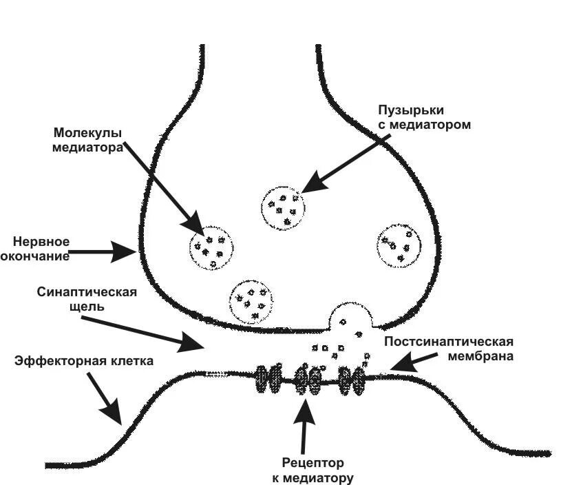 Схема процесса передачи нервного сигнала в химическом синапсе.. Схема синапса нейромедиаторы. Схема строения химического синапса физиология. Медиаторы синапсов схема.