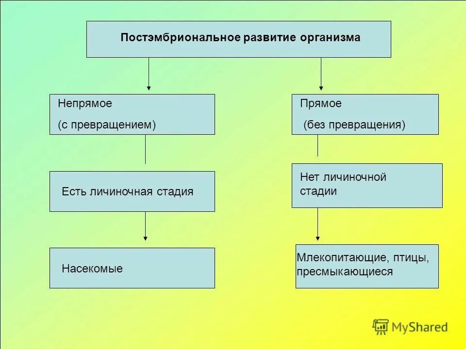 Стадии непрямого развития. Схема постэмбрионального развития. Прямое и Непрямое развитие схема. Периоды постэмбрионального развития. Прямое и Непрямое развитие таблица.