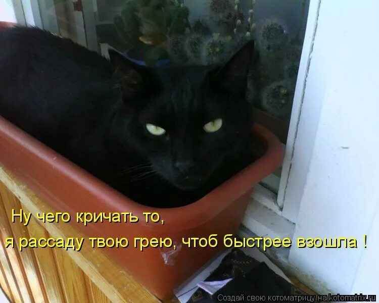 кошки и рассада приколы. гаконцеч то елку убрали. шотландская хосико. ждем вас домой. кот сожрал рассаду.