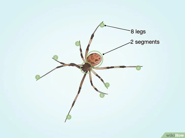 A Spider has got eight Legs. A Spider have /has got eight Legs. A Spider e.g has got eight Legs.