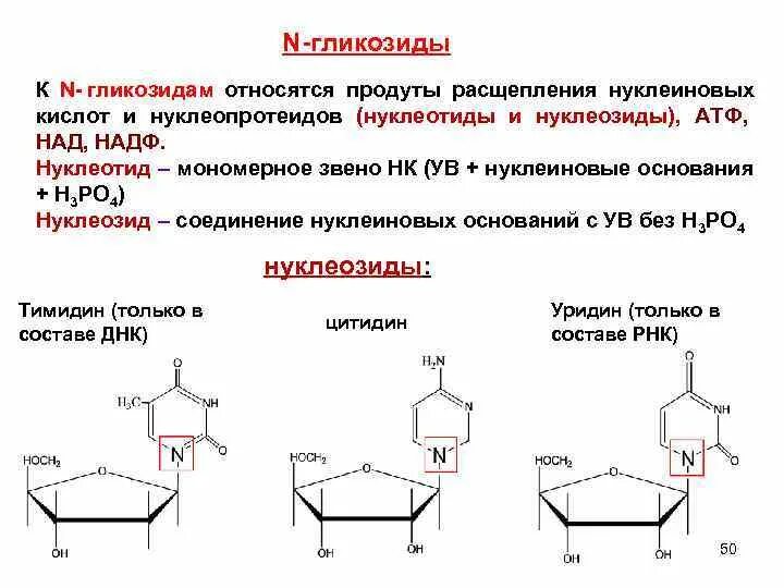 При расщеплении нуклеиновых кислот образуется