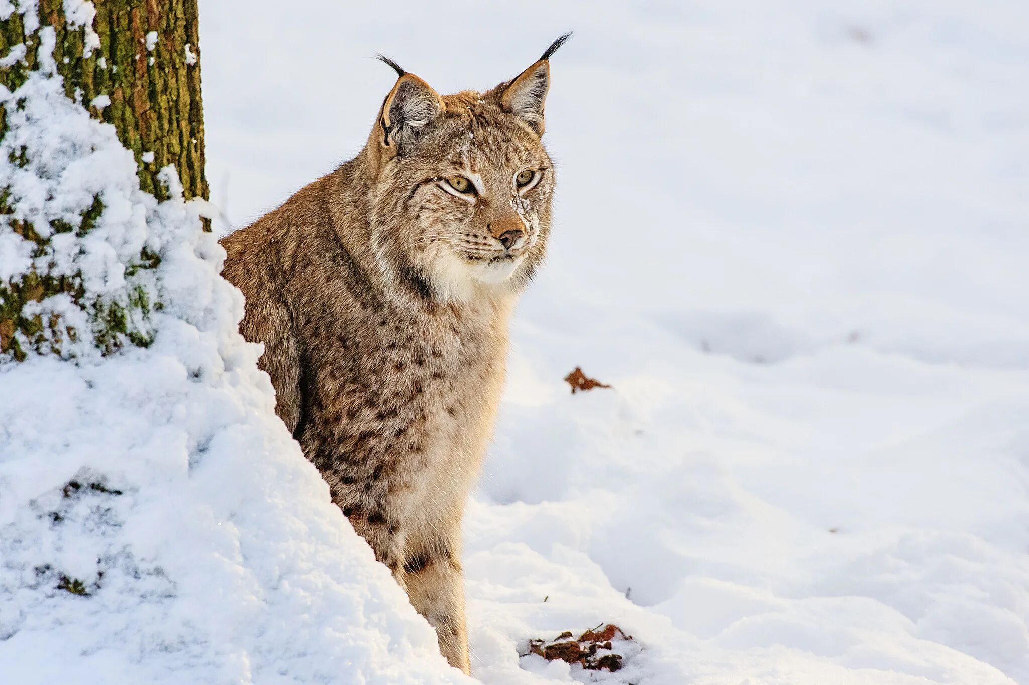 Рысь и куница. Рысь - lynx lynx (linnaeus, 1758). якутская рысь. рысь сибирская краснокнижная. рысь лесная кошка.