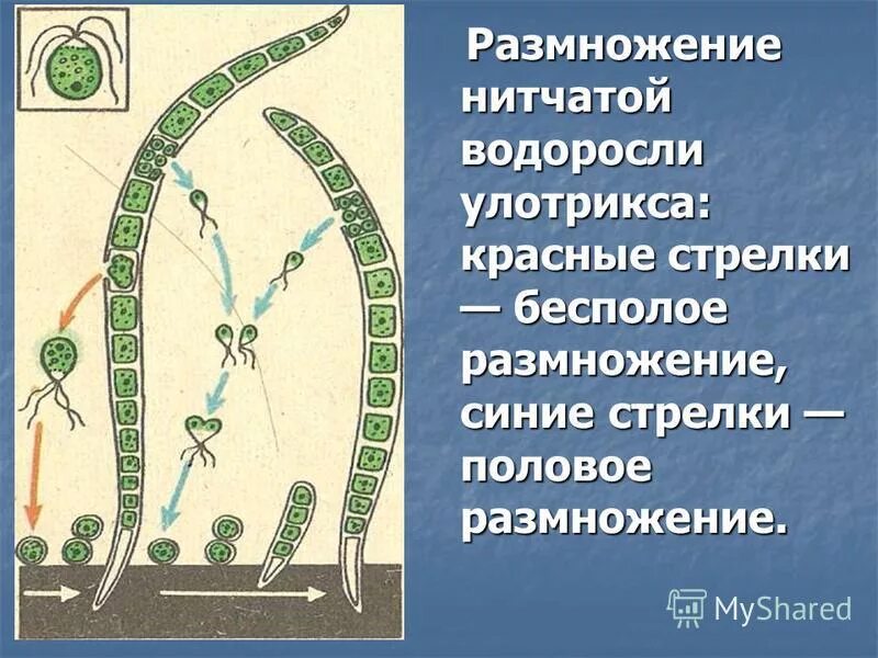 Опишите как происходит бесполое размножение улотрикса. Размножение водоросли улотрикса. размножение размножение улотрикса. улотрикс царство.