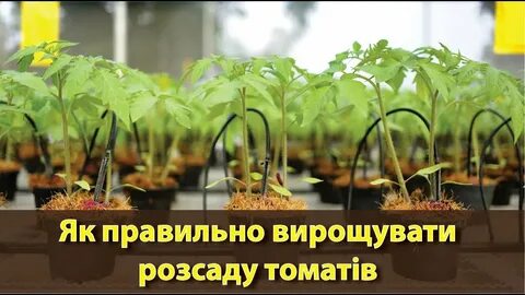 Как правильно закалять помидоры