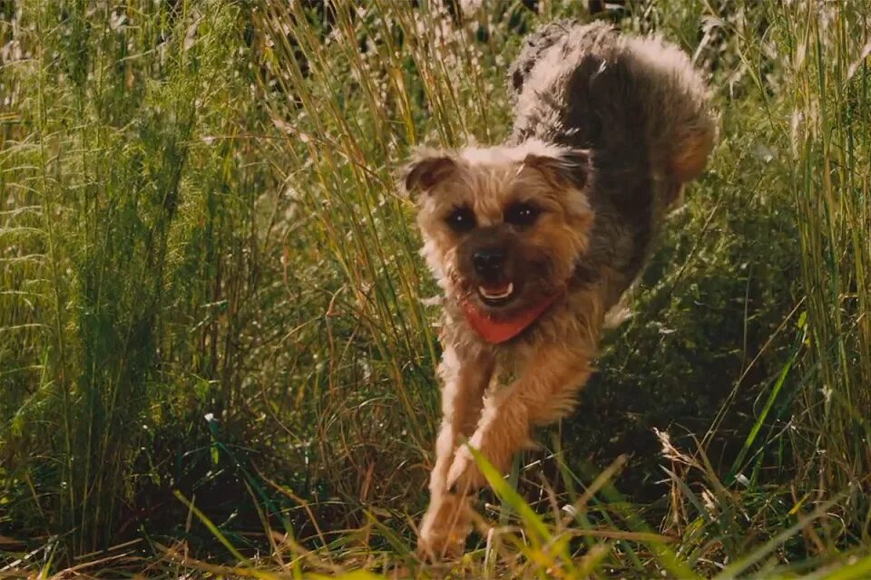 Бродяги фильм 2023 про собак. Отвязные дворняги трейлер. Отвязные дворняги мультфильм 2023. Отвязные дворняги. Отвязные дворняги трейлер.