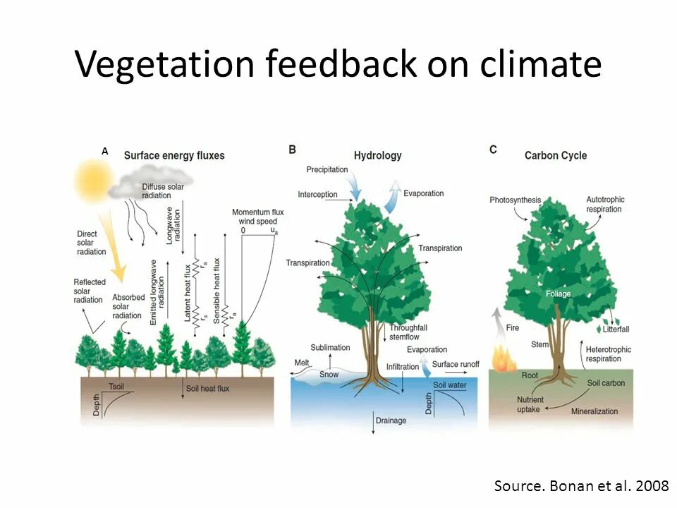 Vegetation and soils. What is vegetation. vegetation factors. what are the different climate types видео. vegetation перевод.