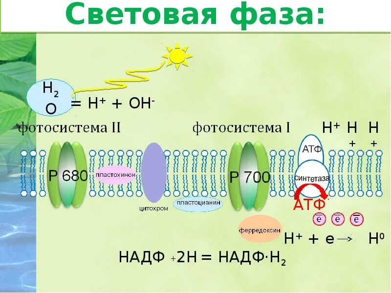 Образование атф темновая фаза. АТФ В световой фазе. Световая фаза. Восстановление НАДФ происходит в фазе. Световая фаза 0.