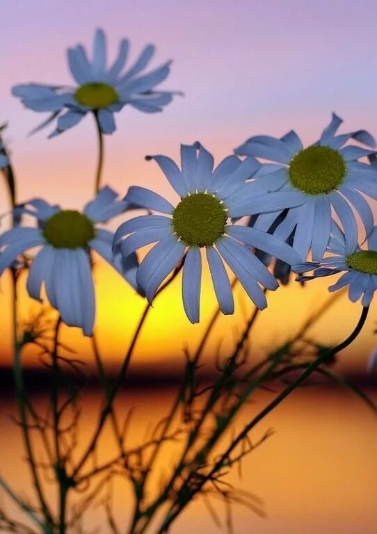 шикарный букет ромашек. ромашки на фоне неба. жизнь ромашки. ромашка жизни. букет ромашек.