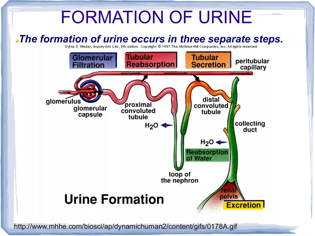 Urine formation. Nephron and urine formation. 3 Steps of urine formation. Nephron structure and functions.