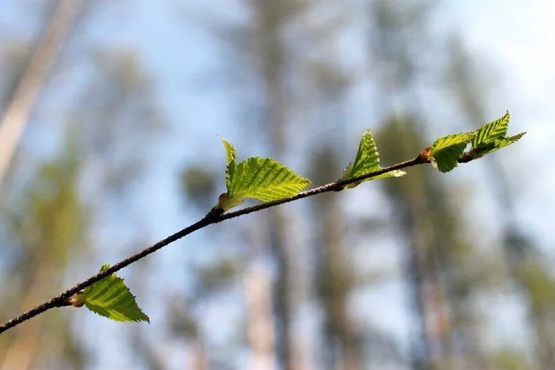набухают почки весенние. почки на деревьях. когда на деревьях появляются листья. распускание почек на деревьях. клен остролистный ветка.